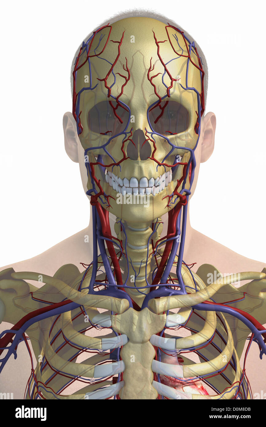 Vista frontal estilizada de la cabeza y el cuello con los huesos y los  principales vasos sanguíneos visibles Fotografía de stock - Alamy
