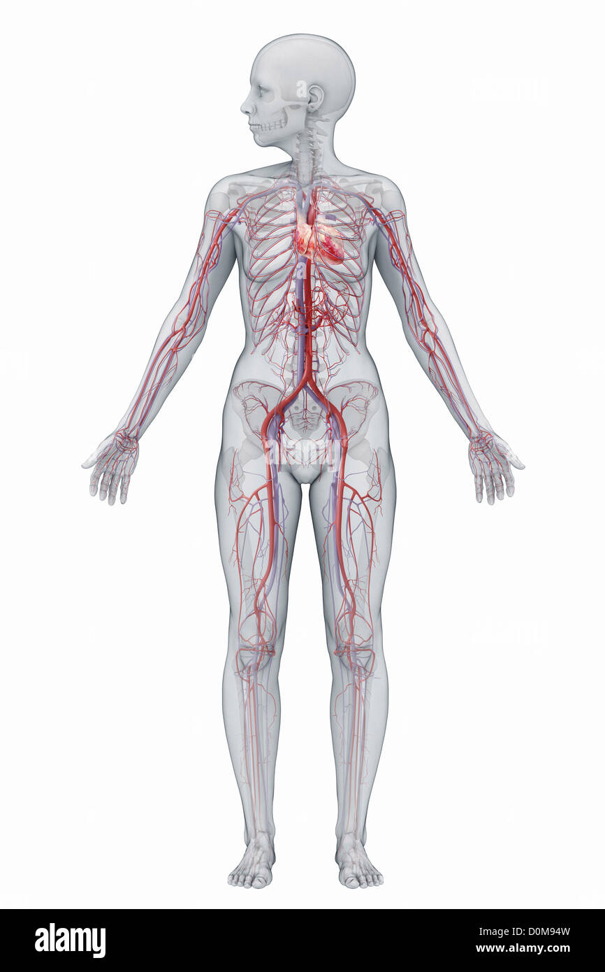 El sistema cardiovascular (hembra) de todo el cuerpo se ven desde la parte frontal. Foto de stock