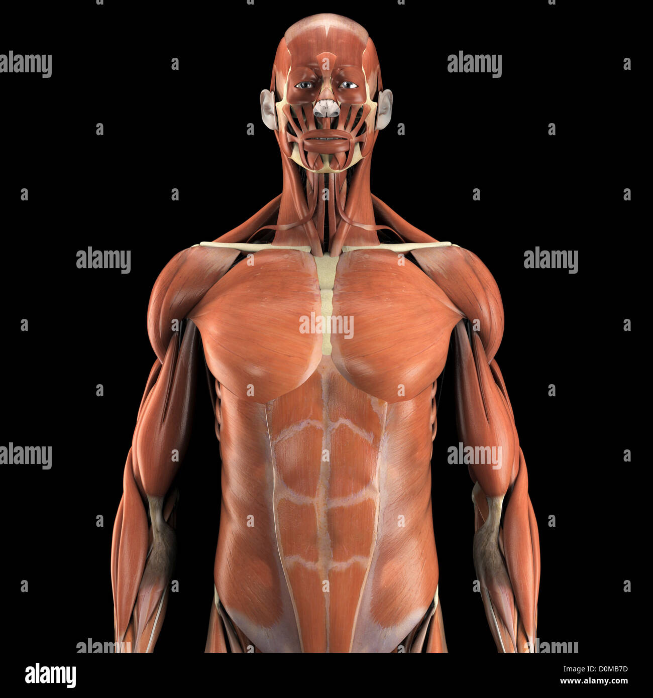 Modelo anatómico que muestra el sistema muscular humano Fotografía de stock  - Alamy