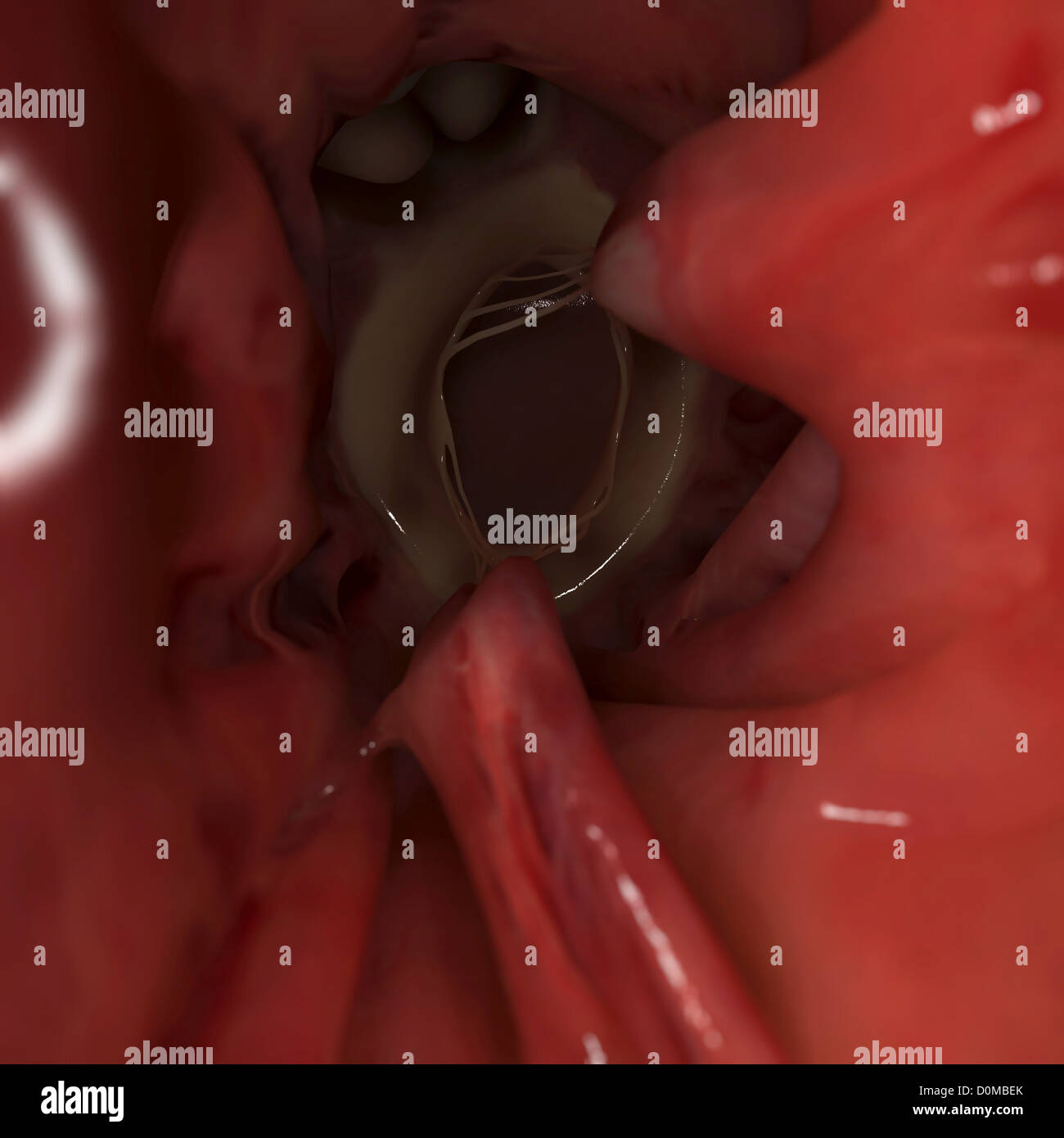Vista interior del ventrículo izquierdo del corazón. Foto de stock