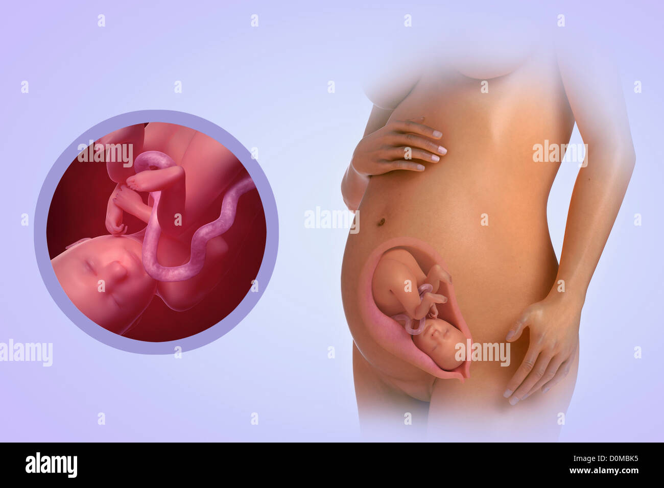 Шевеления на 19 неделе беременности. Расположение ребенка на 25 неделе.
