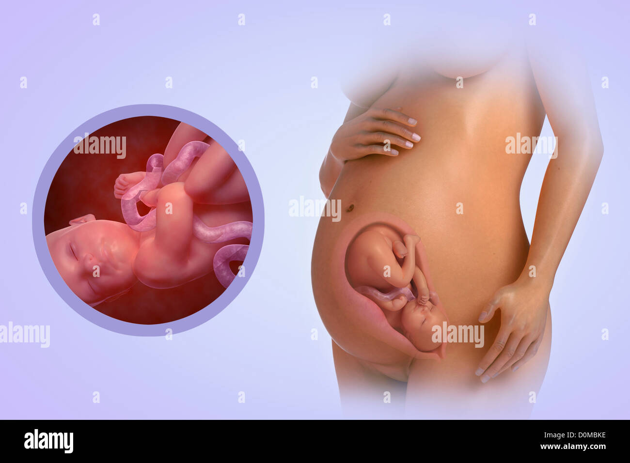 Un modelo humano mostrando el embarazo en la semana 33. Foto de stock