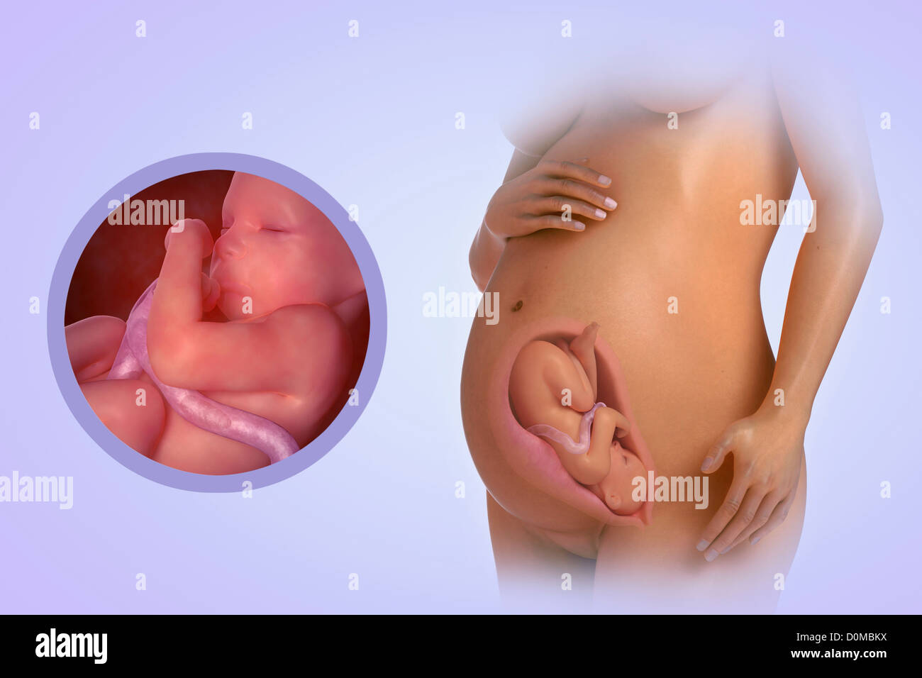 Un modelo humano mostrando el embarazo en la semana 31. Foto de stock