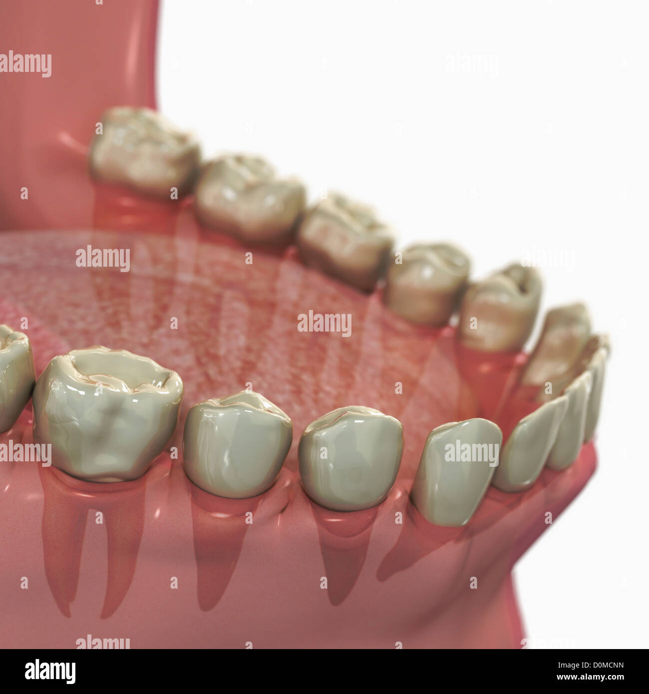 Modelo anatómico mostrando los dientes inferiores. Foto de stock