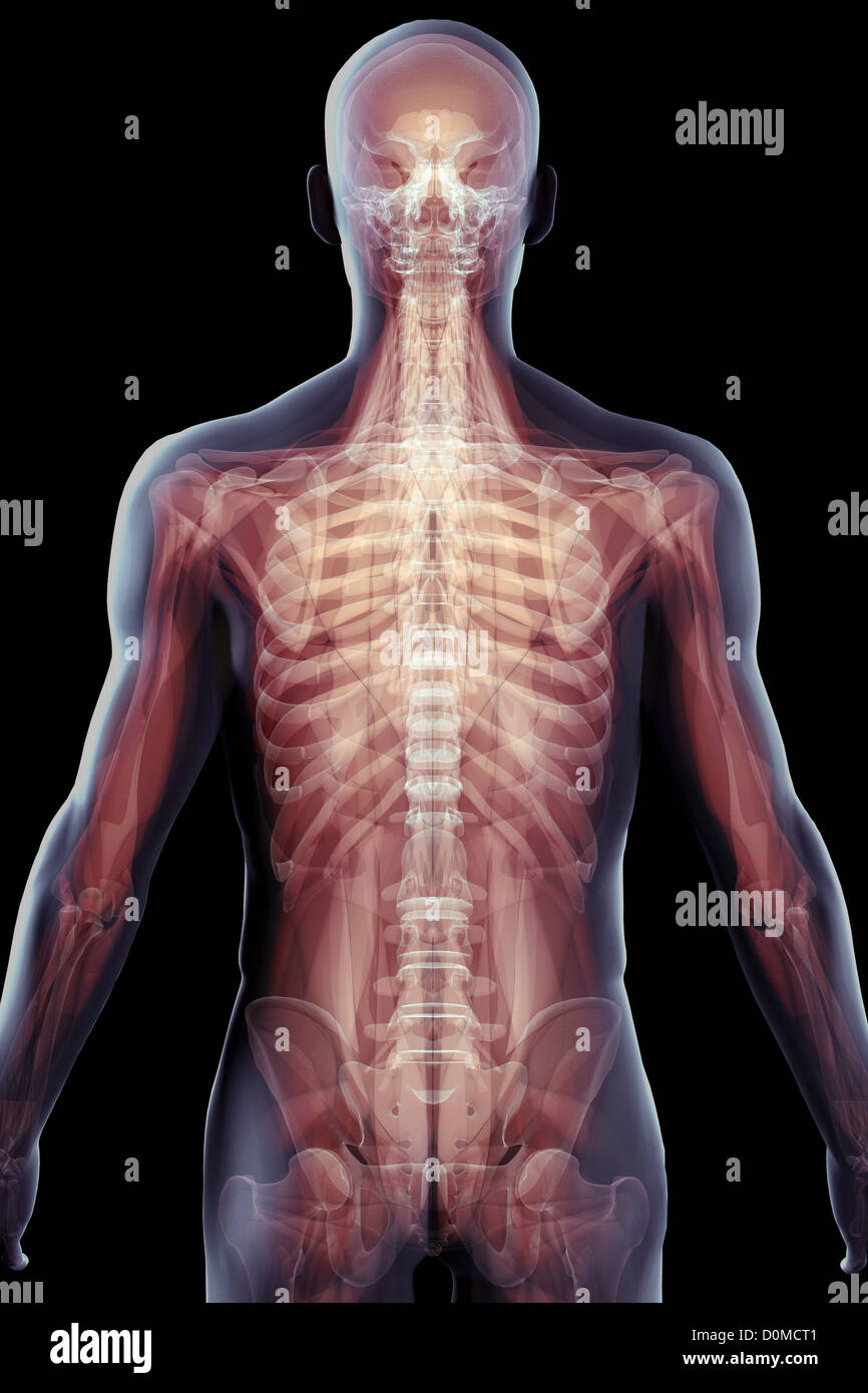 Las imágenes superpuestas, mostrando la compleja estructura esquelética de un humano. Foto de stock