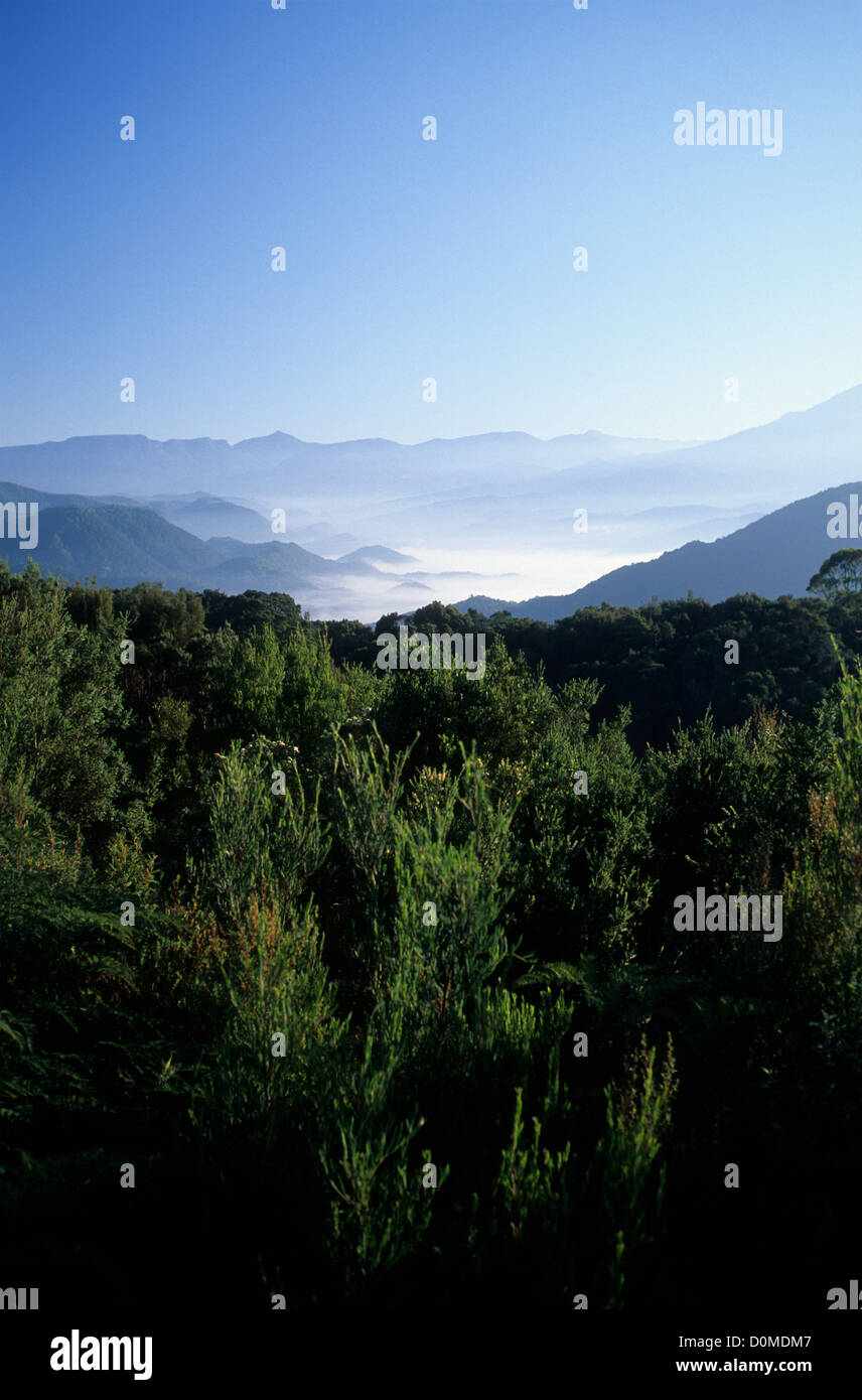 Australia, Tasmania Franklin-Gordon Wild Rivers National Park, vistas al parque en la luz de la mañana Foto de stock