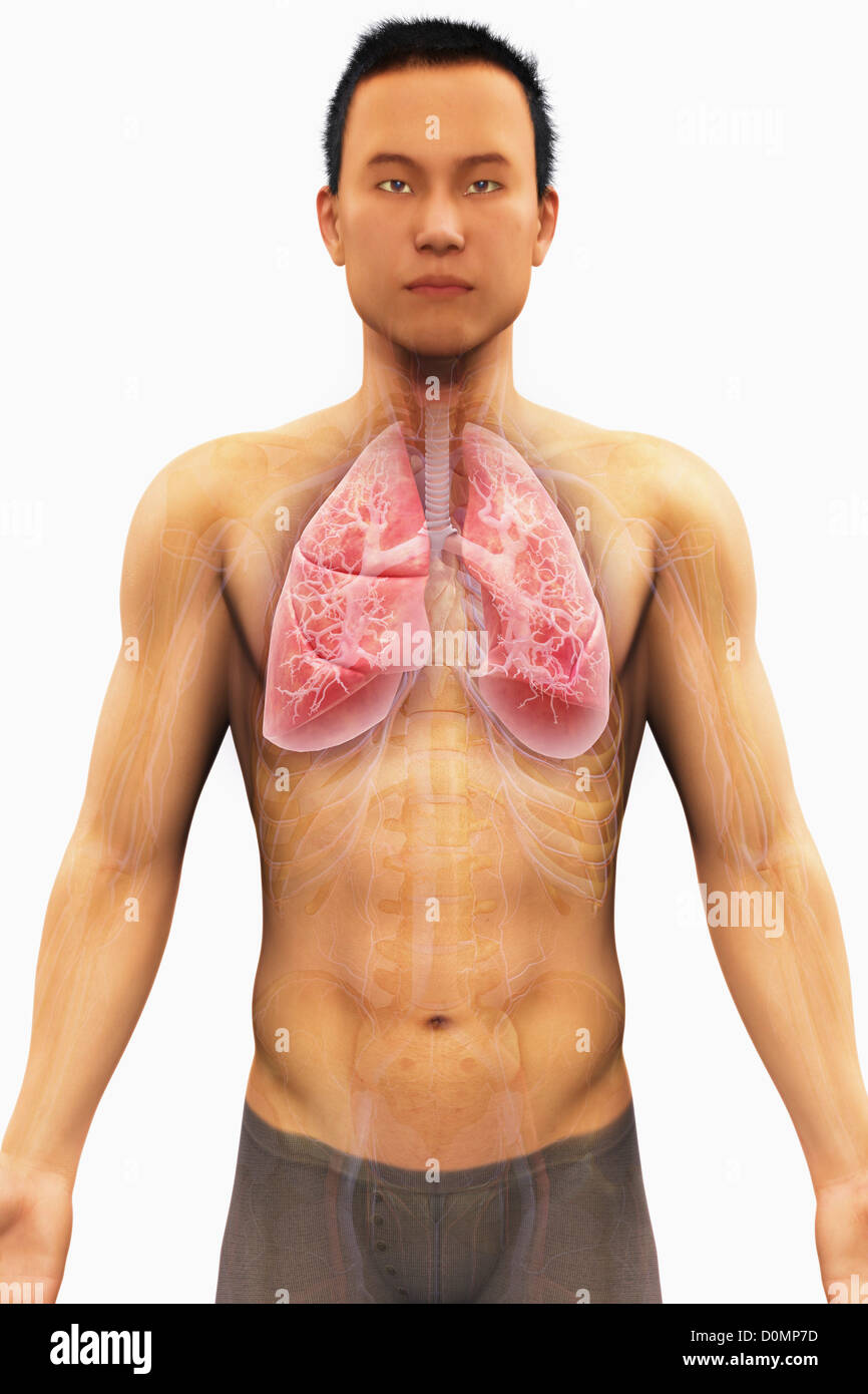 Modelo anatómico de origen asiática mostrando los pulmones y el sistema  respiratorio Fotografía de stock - Alamy