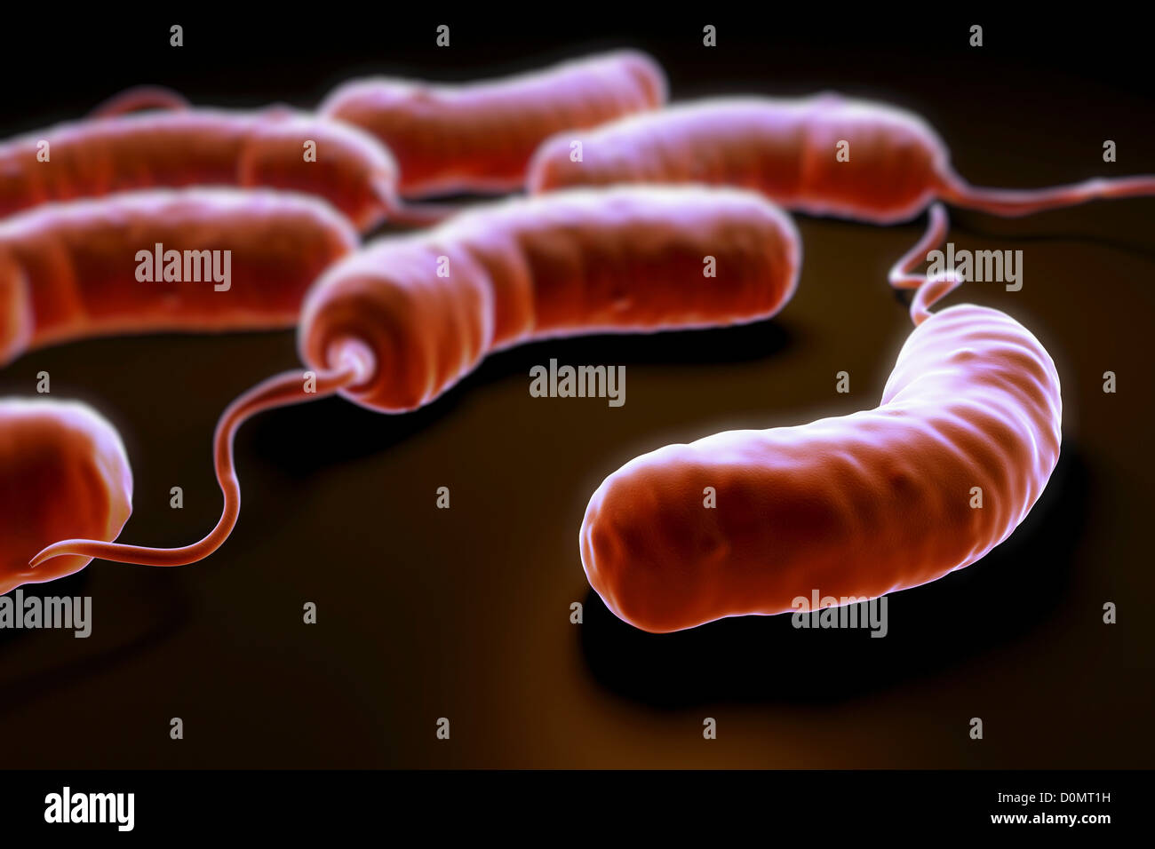 O Microrganismo Vibrio Cholerae Pertence Ao Reino