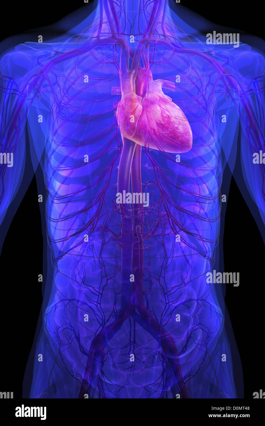 Modelo anatómico que muestra el sistema cardiovascular colocada dentro del torso  humano Fotografía de stock - Alamy