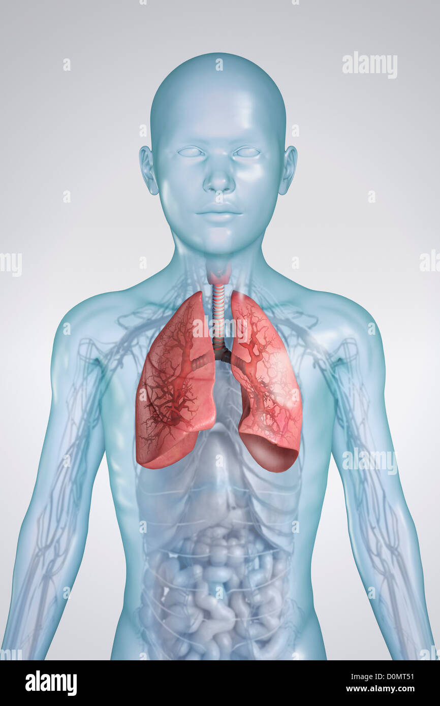 Modelo anatómico de un niño que presenta el sistema respiratorio Fotografía  de stock - Alamy
