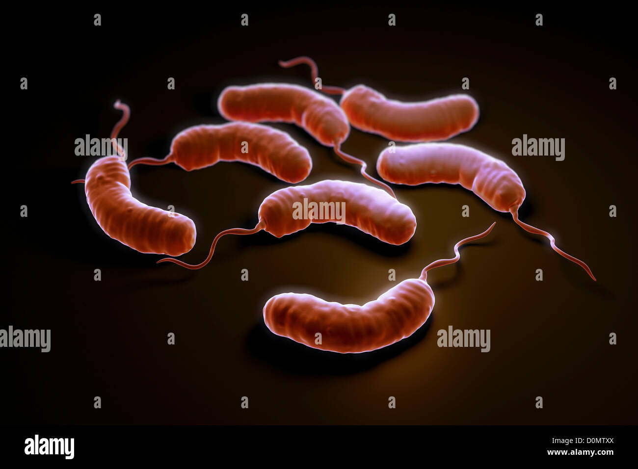 Vibrio cholerae bacteria fotografías e imágenes de alta resolución Alamy