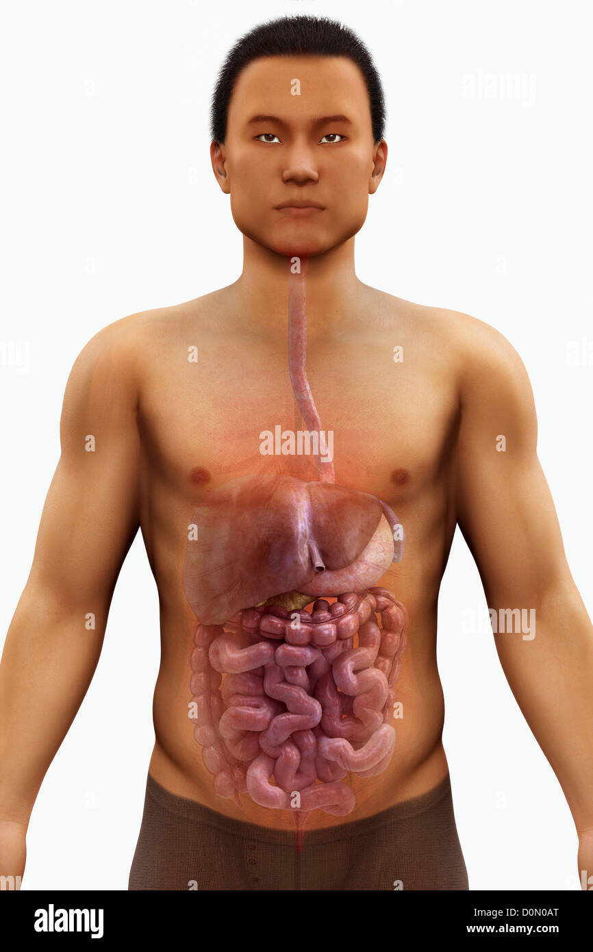 Modelo anatómico que muestra el sistema digestivo Fotografía de stock -  Alamy