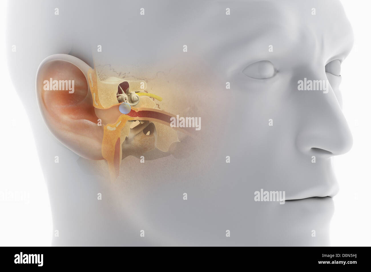 Una vista seccional de la cabeza humana, revelando la anatomía del canal auditivo y la anatomía del oído interno. Foto de stock