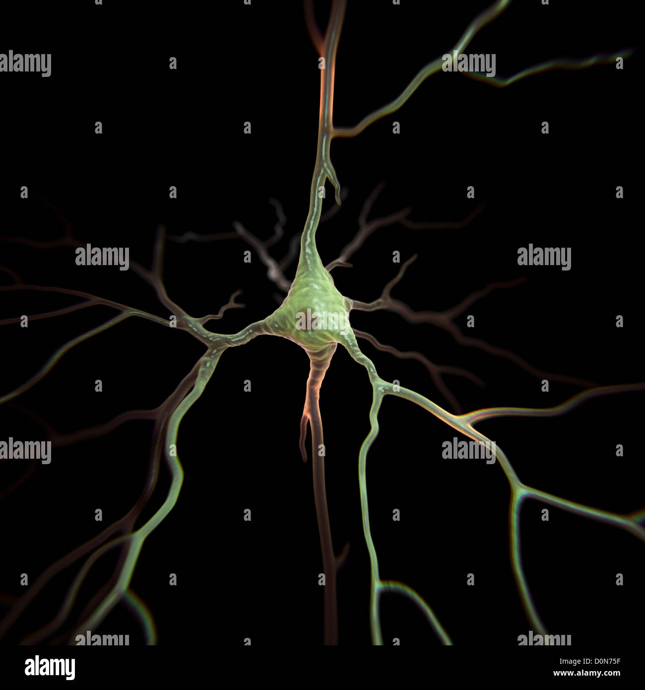 Las neuronas piramidales o las células piramidales son del tipo neurona encontrada en el cerebro, incluyendo regiones como la corteza cerebral, hipocampo Foto de stock