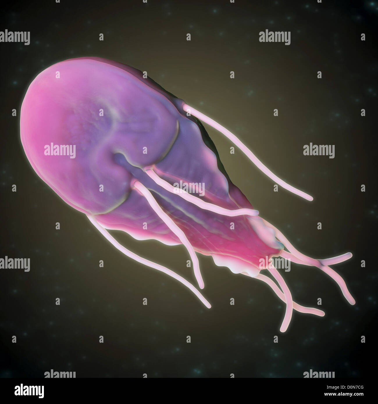 Giardiasis protozoo giardia lamblia fotografías e imágenes de alta