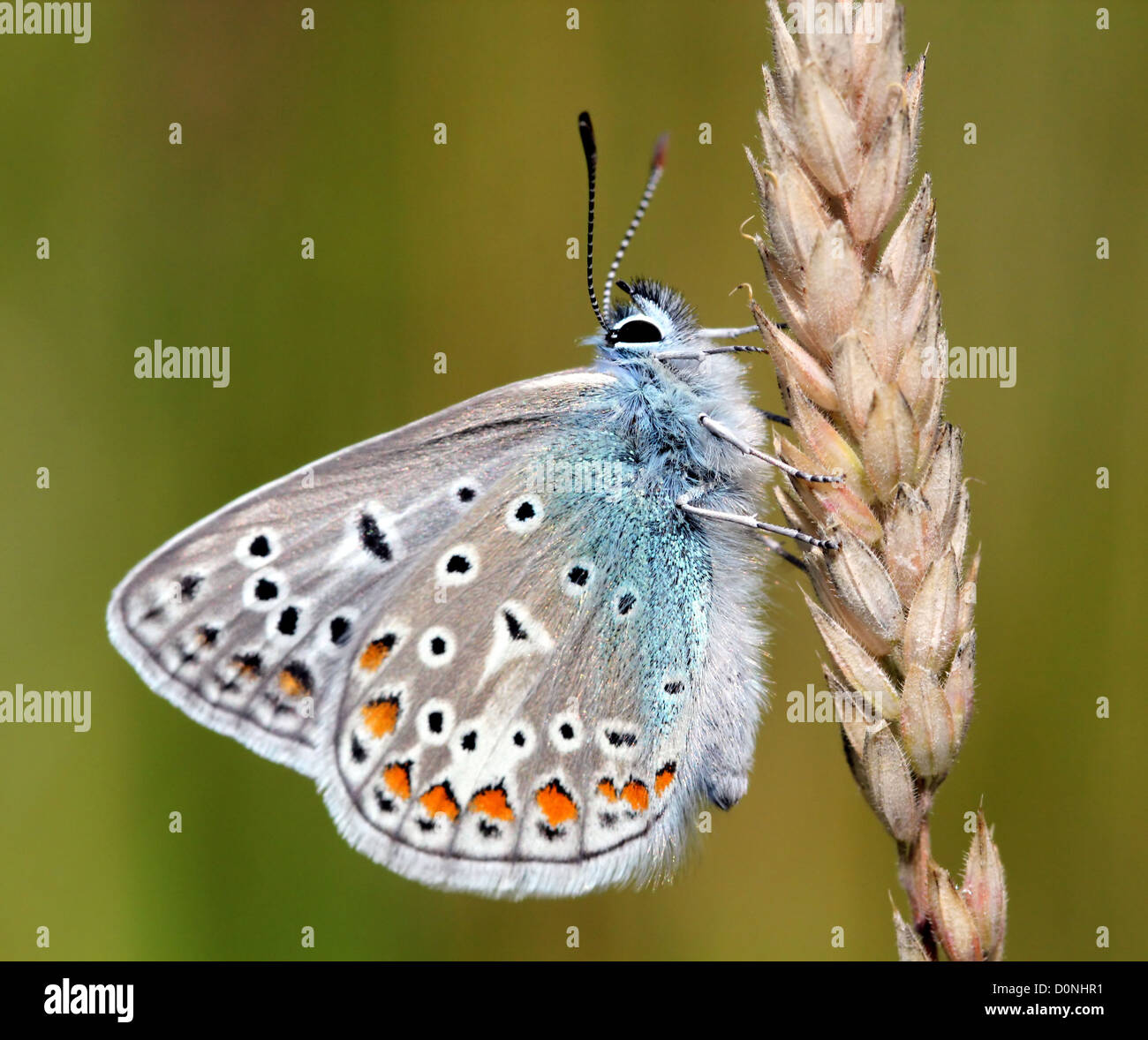 Unión macho azul común (mariposa Polyommatus icarus), visto de perfil Foto de stock
