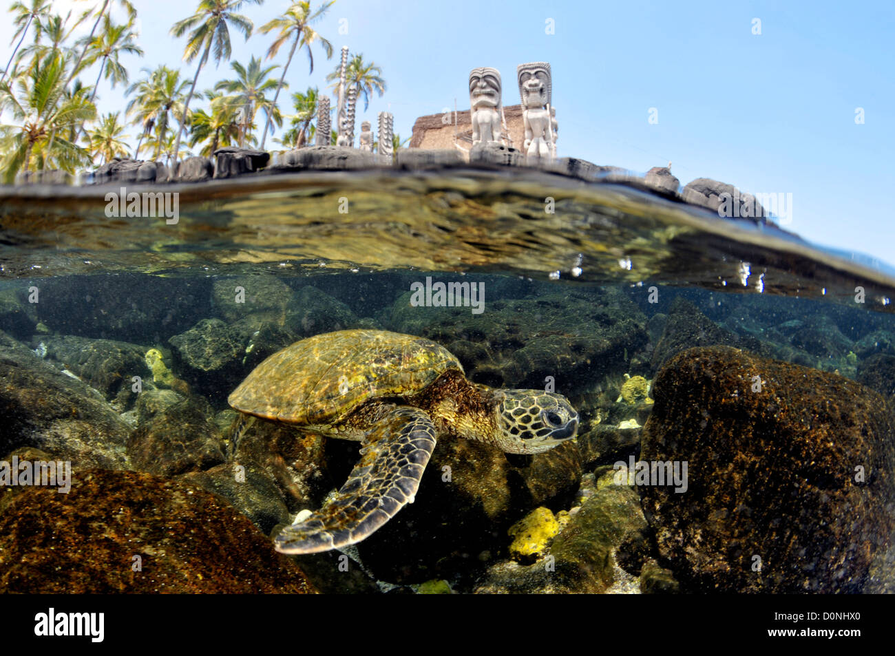 Imagen de división tradicional Hawaiana totens y tortugas marinas verdes, Chelonia mydas, Honaunau Bay, Hawai, Estados Unidos, Pacífico Norte Foto de stock