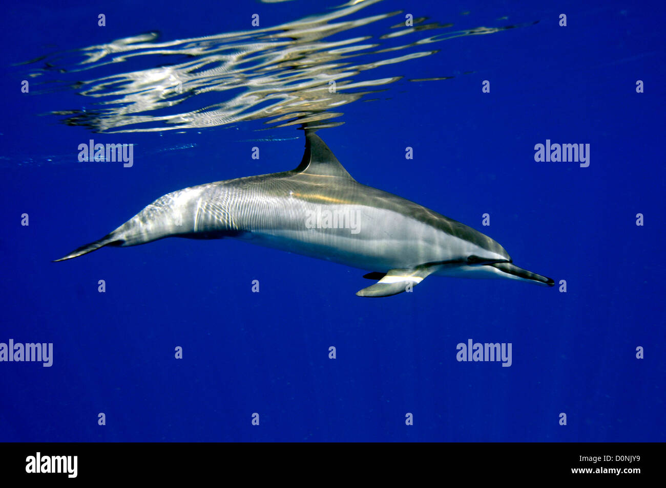 Delfines, Stenella longirostris, Kailua-Kona, Hawai, Pacífico Norte Foto de stock