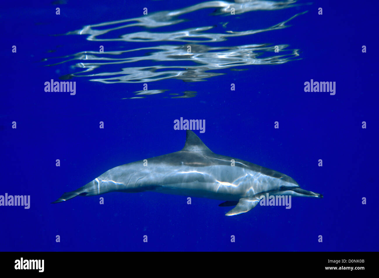 Delfines, Stenella longirostris, Kailua-Kona, Hawai, Pacífico Norte Foto de stock