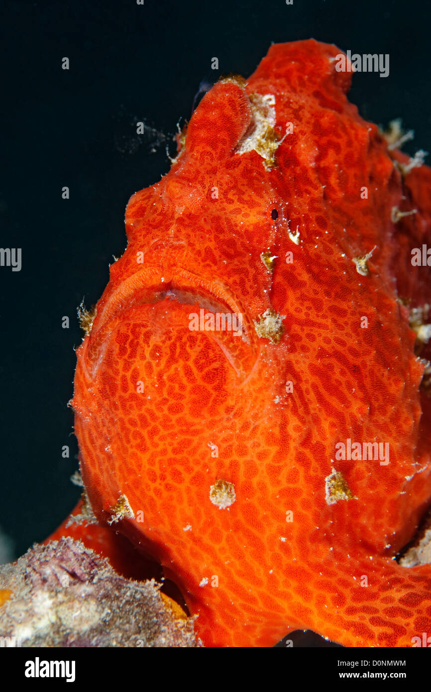 Frogfish, Antennarius commersoni gigante. Foto de stock