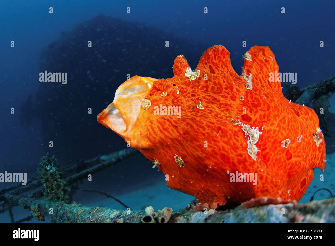 Naranja, Antennarius commersoni Frogfish Gigante, el bostezo, la secuencia de las Maldivas. Foto de stock