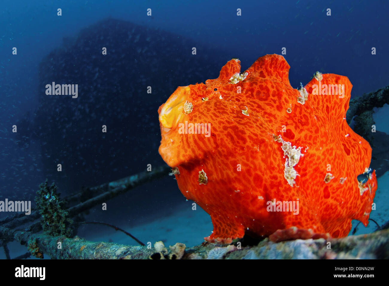 Naranja, Antennarius commersoni Frogfish Gigante, el bostezo, la secuencia de las Maldivas. Foto de stock