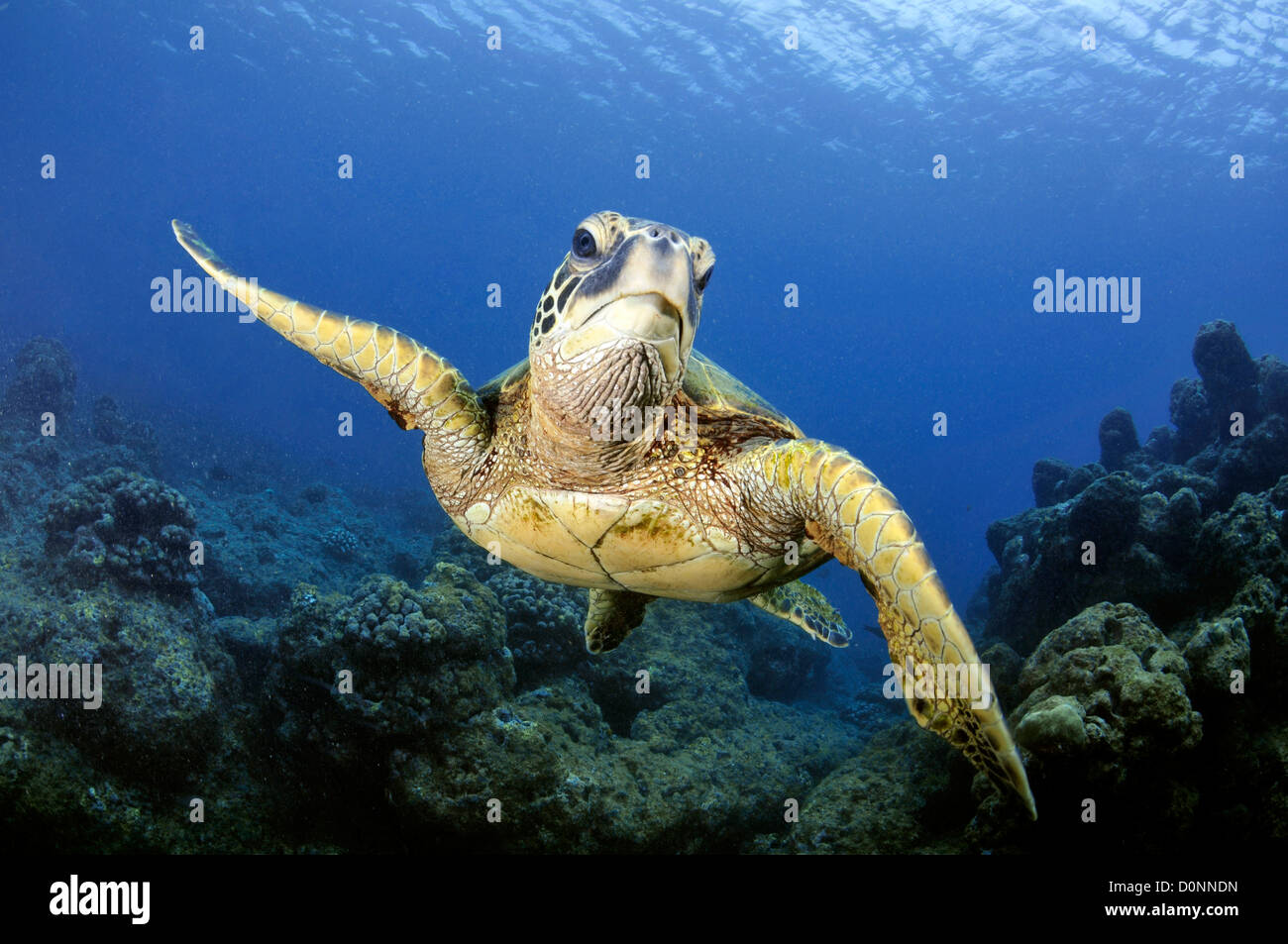 Tortugas marinas verdes, Chelonia mydas, Ko'olina, Oahu, Hawaii, Pacífico Norte Foto de stock