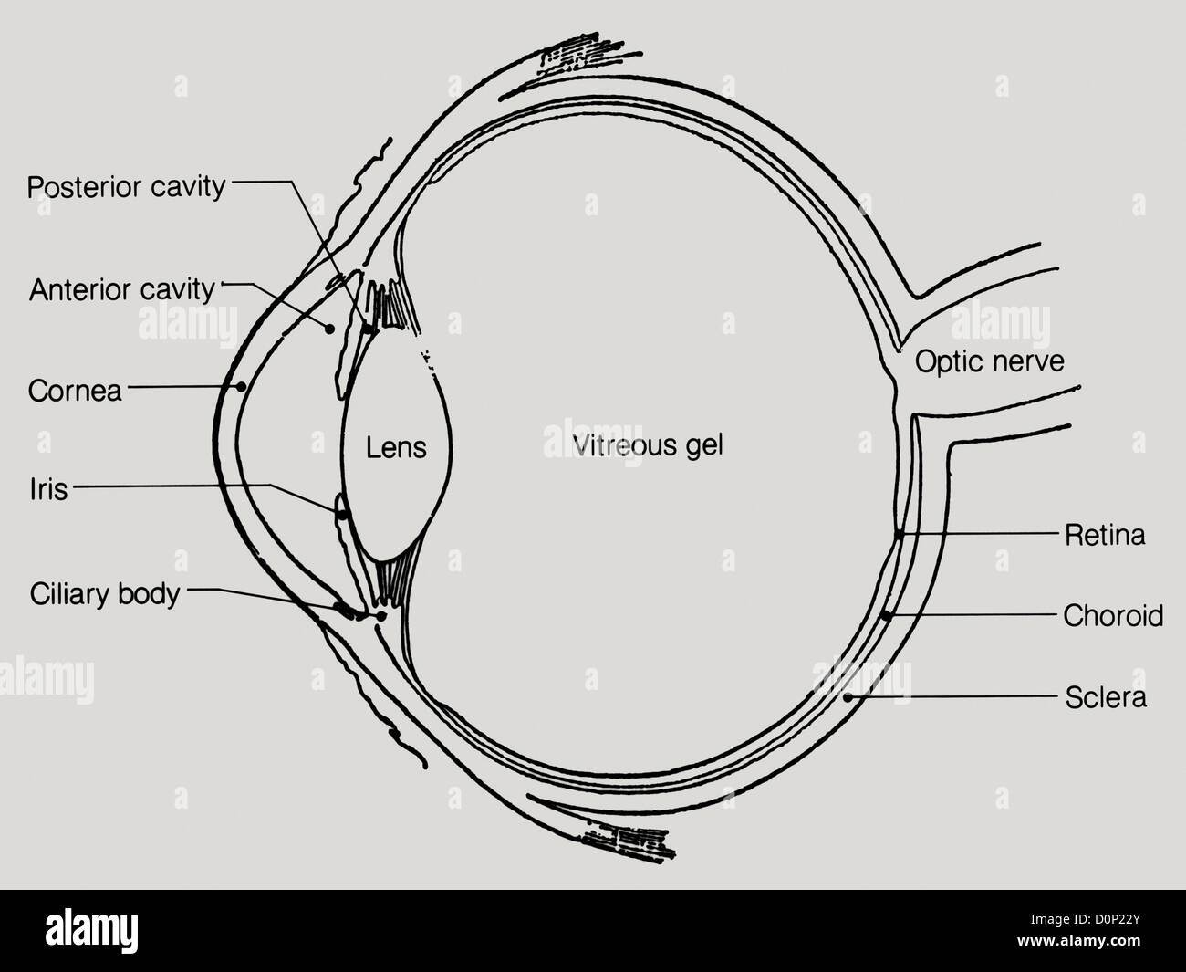 una-vista-de-corte-lateral-del-ojo-humano-mostrando-la-estructura