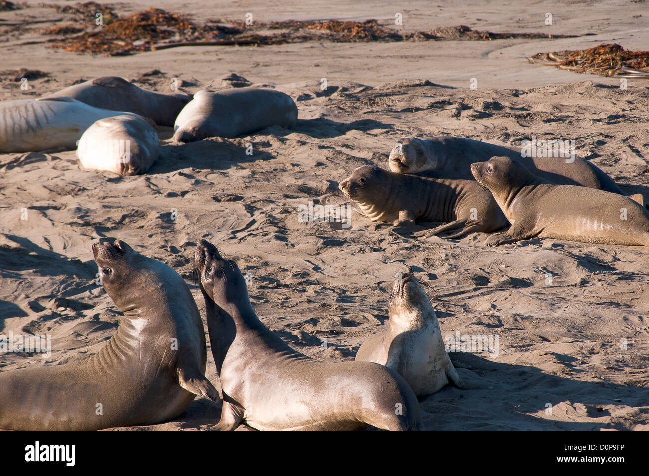 Los elefantes marinos y los PUP en la costa de Big Sur en California, EE.UU. Foto de stock