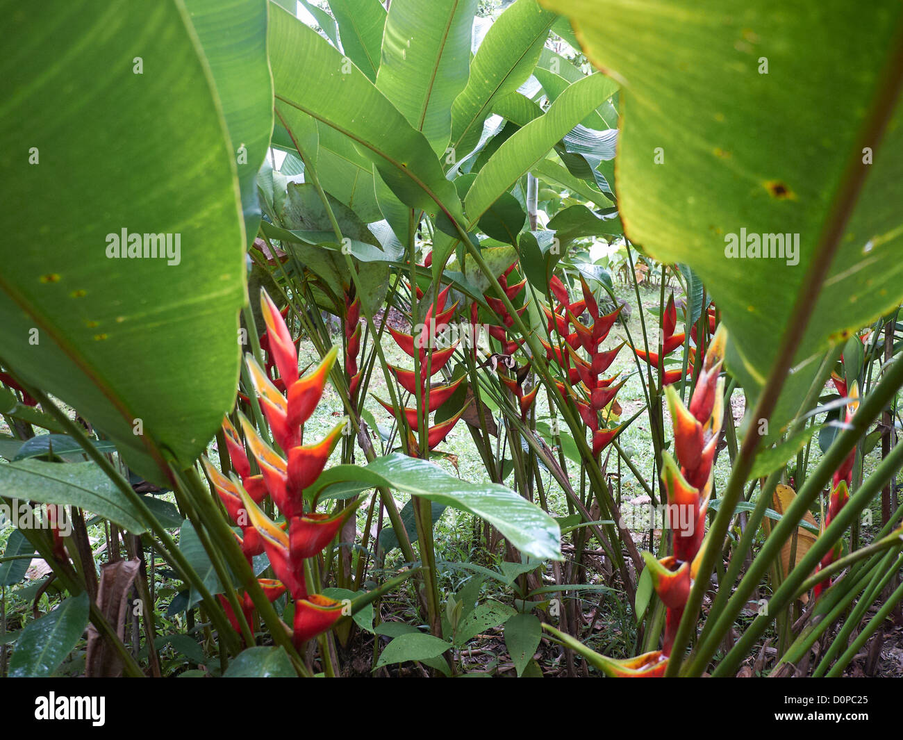 ; Heliconias Heliconia rostrata; Puerto Viejo de Talamanca, Costa Rica