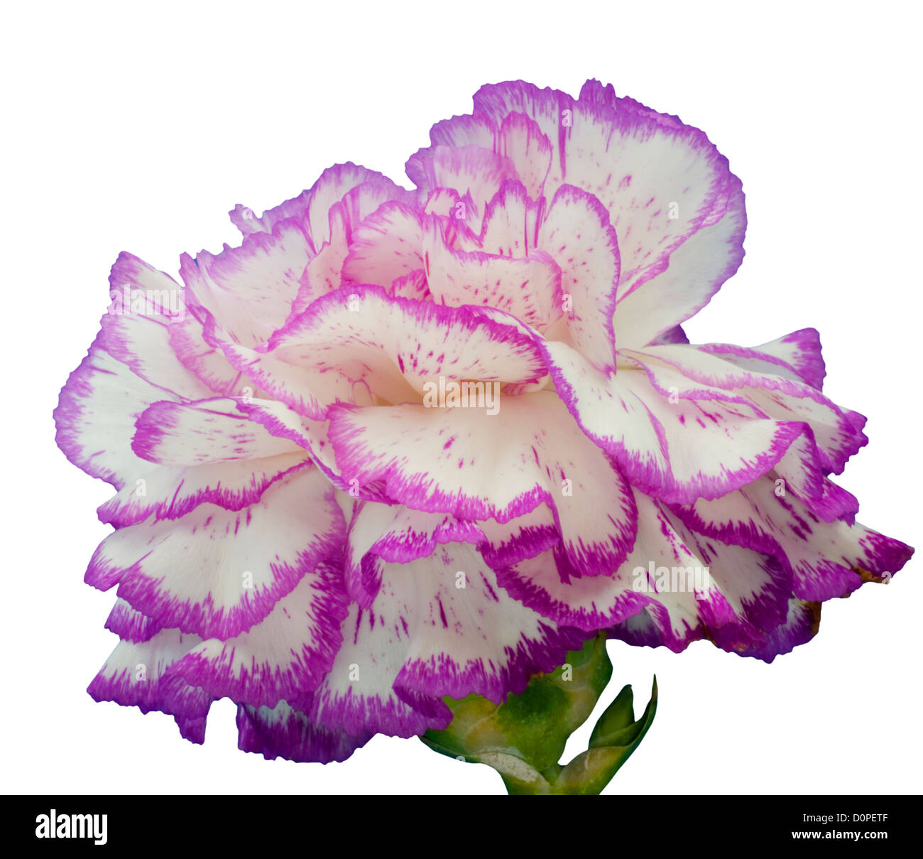 Violeta y Clavel blanco Fotografía de stock - Alamy