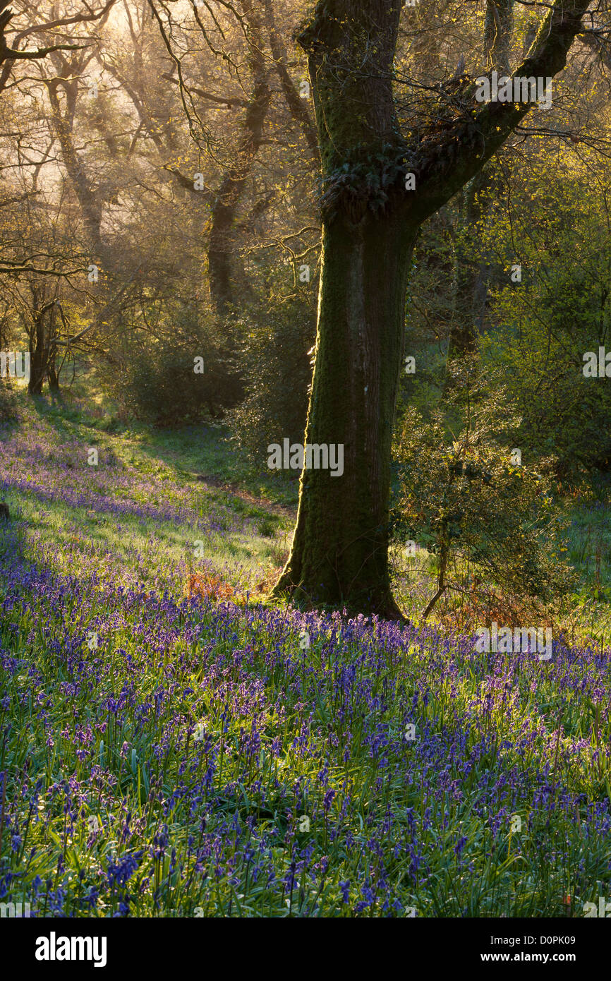 Bluebell Woods, Dorset, Inglaterra, Reino Unido. Foto de stock