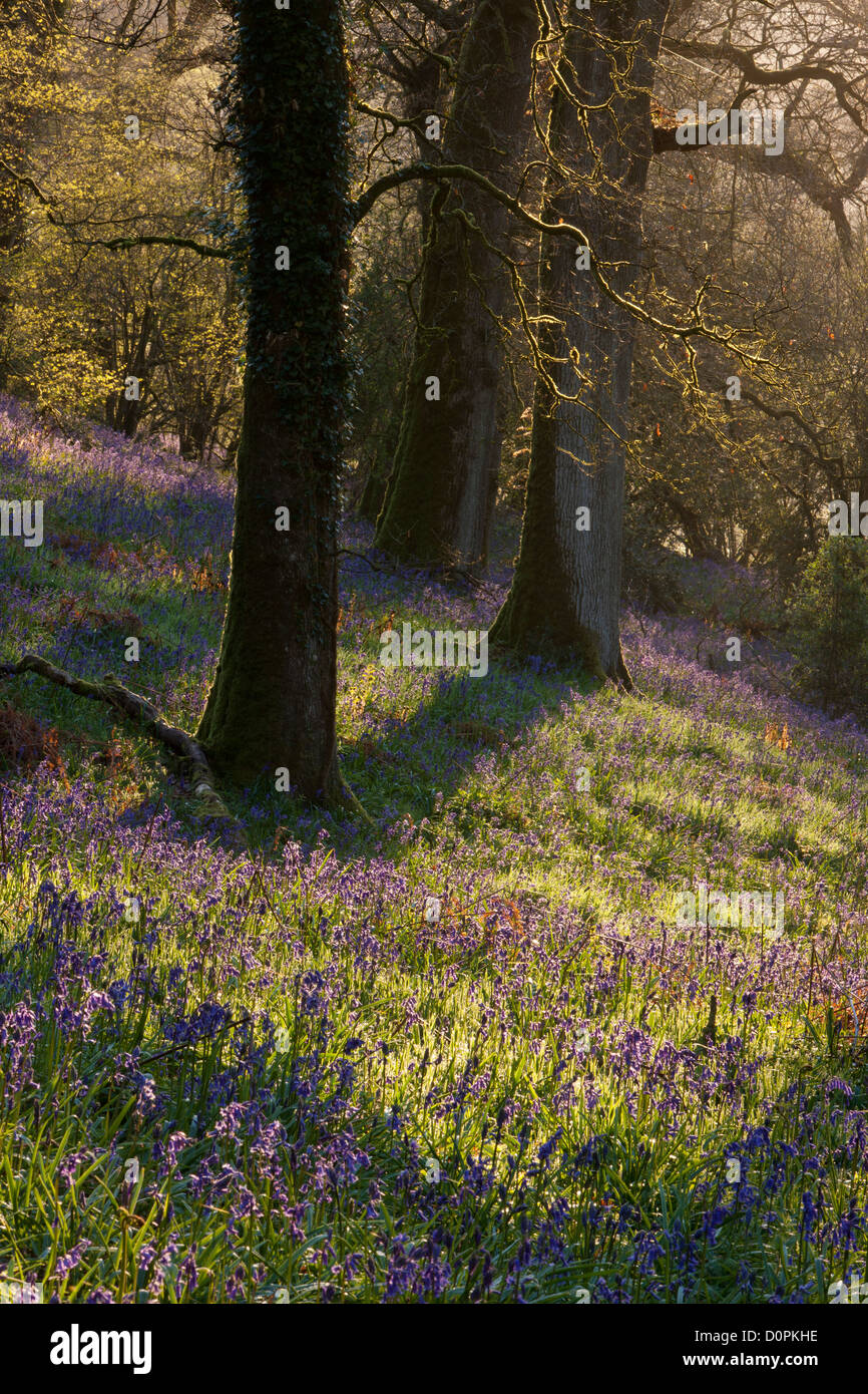 Bluebell Woods, Dorset, Inglaterra, Reino Unido. Foto de stock