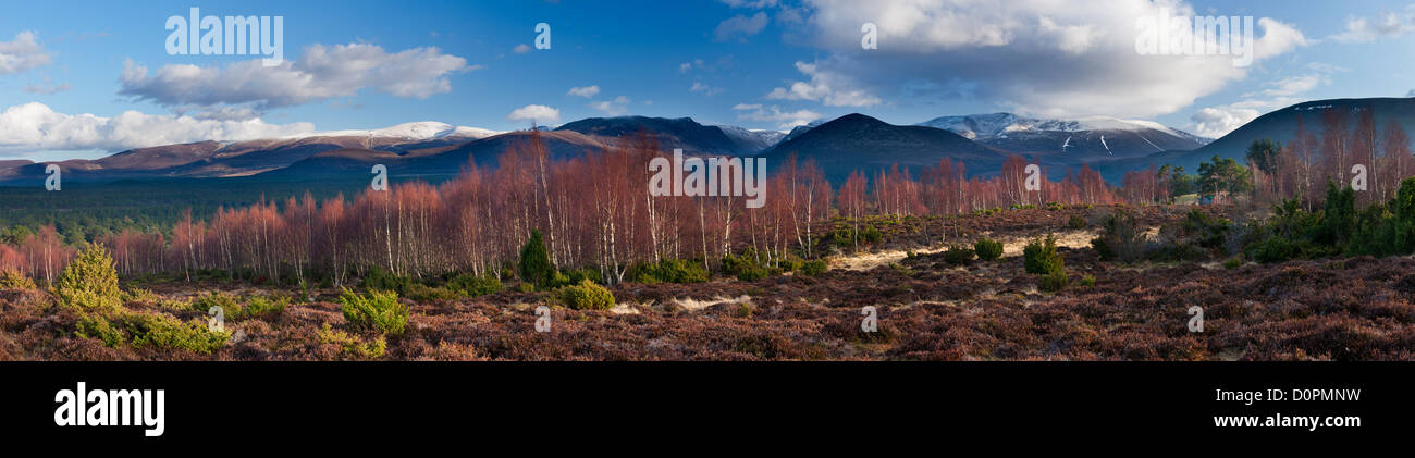 El bosque Rothiemurchus y Cairngorms en invierno, Scotland, Reino Unido Foto de stock