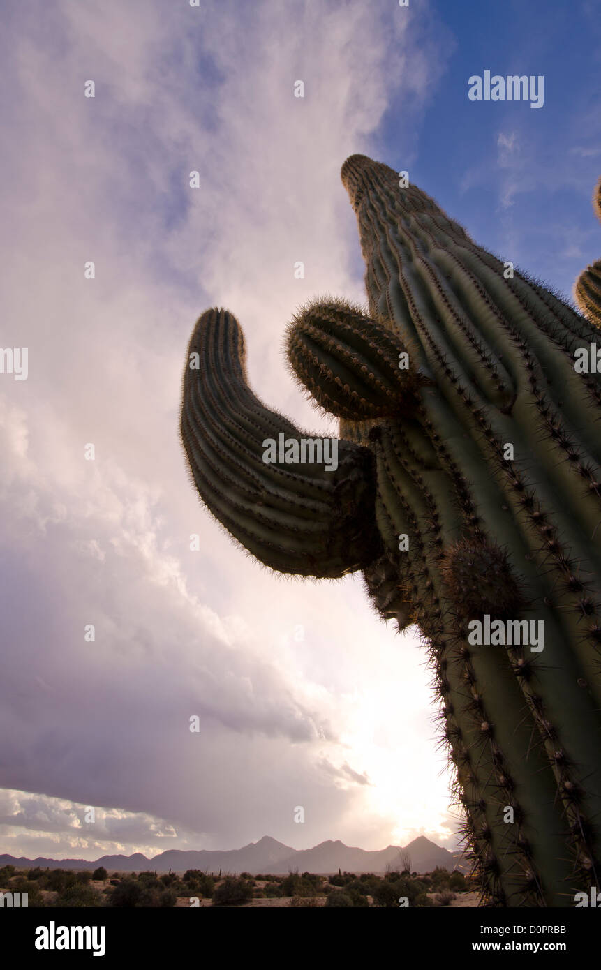 Nubes de tormenta se mueven a través del parque. Al norte de Fountain Hills. Foto de stock