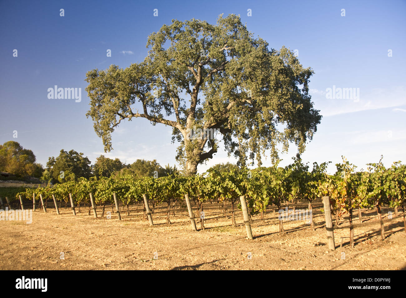 Roble en un viñedo californiano Fotografía de stock - Alamy