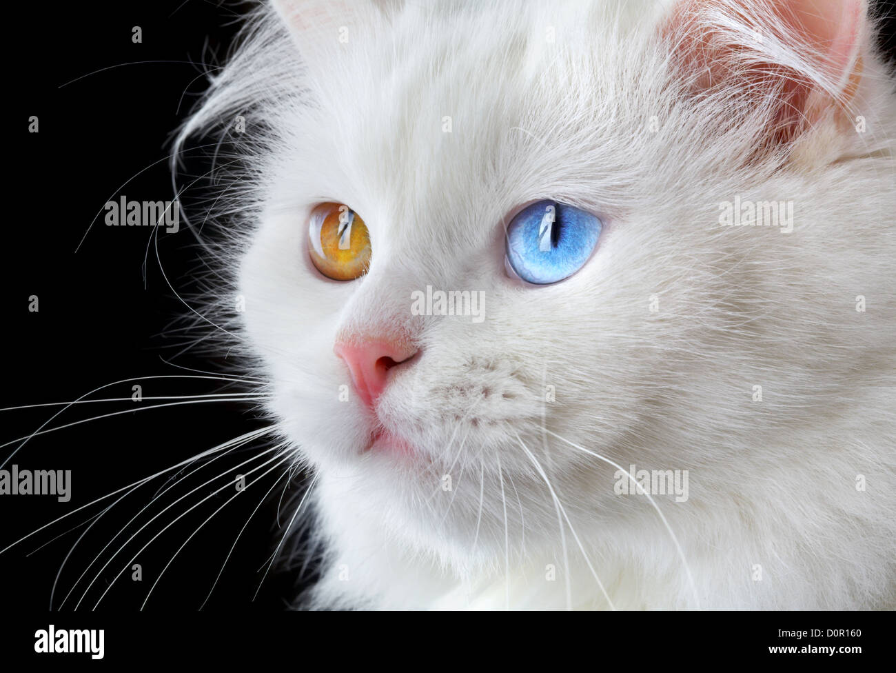 Retrato de un gato blanco ojos varicolored Foto de stock