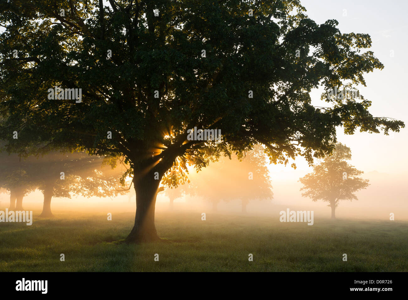 Una mañana brumosa cerca de Puerto Milborne, Somerset, Inglaterra, Reino Unido. Foto de stock
