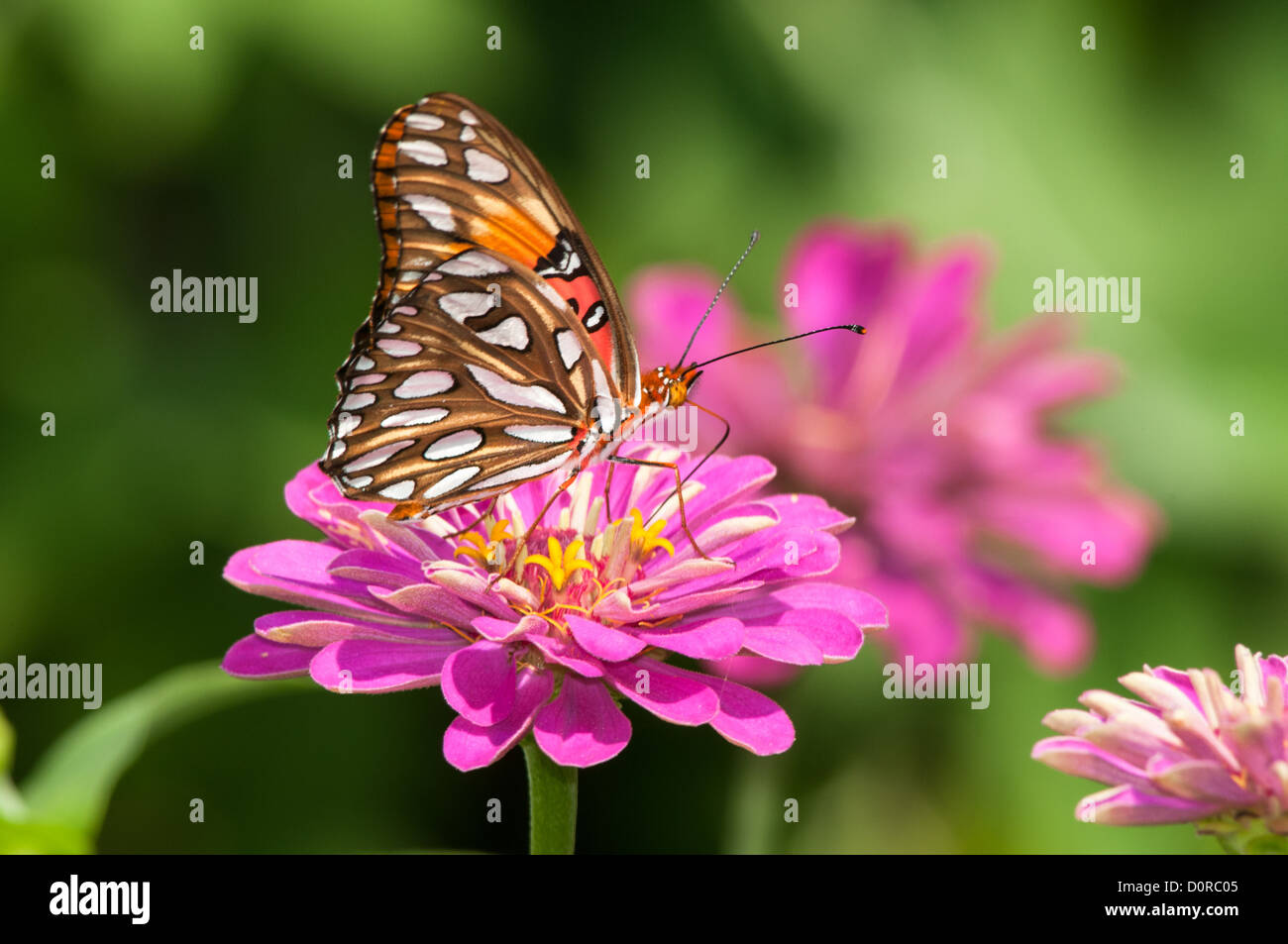Golfo Speyeria butterfly Foto de stock