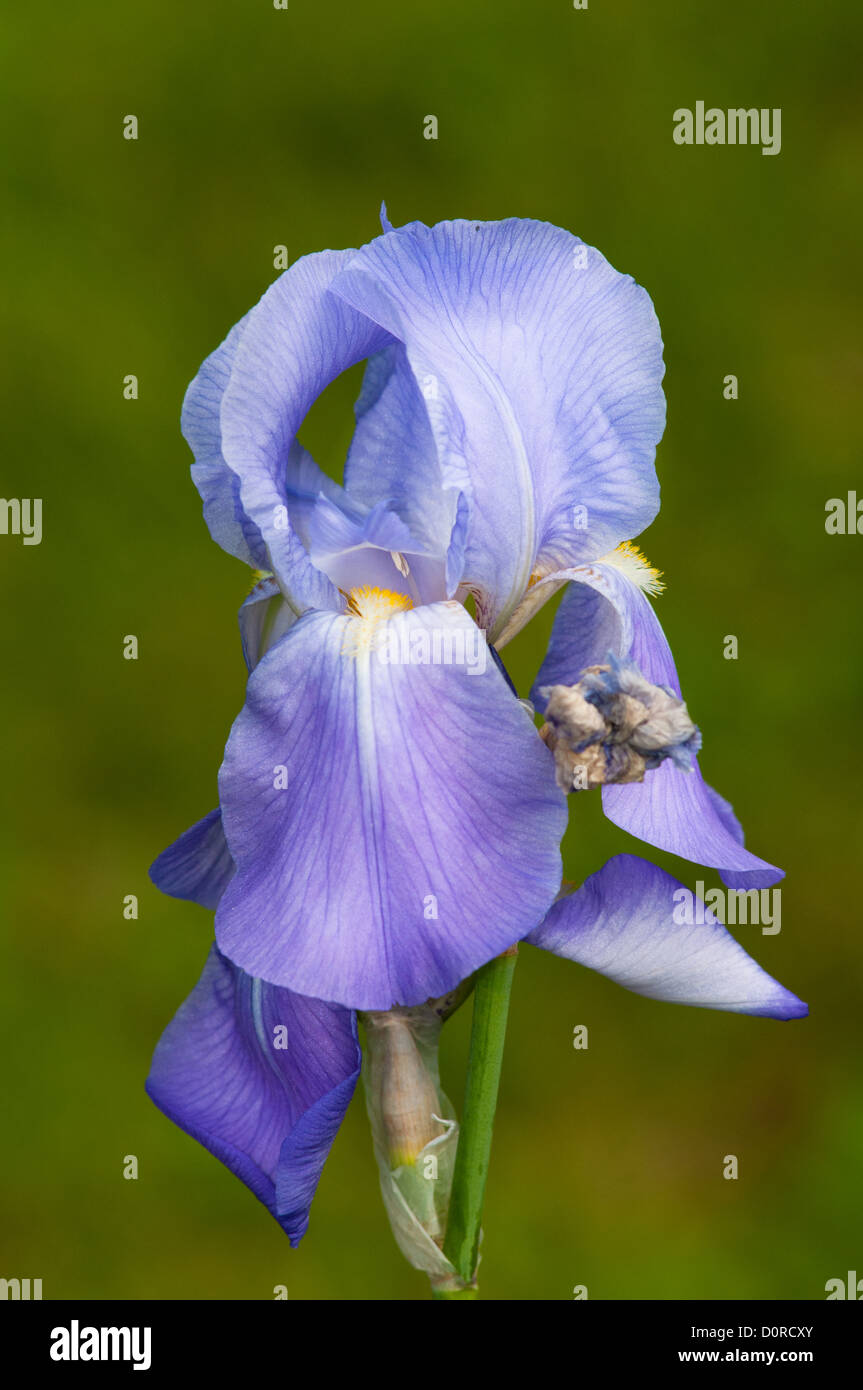 Iris de quebrantahuesos Foto de stock