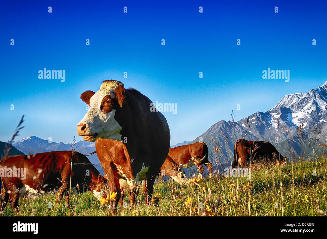 Vaca, animales de granja, en los Alpes franceses, Abondance raza de vaca, Savy, Beaufort sur Doron Foto de stock