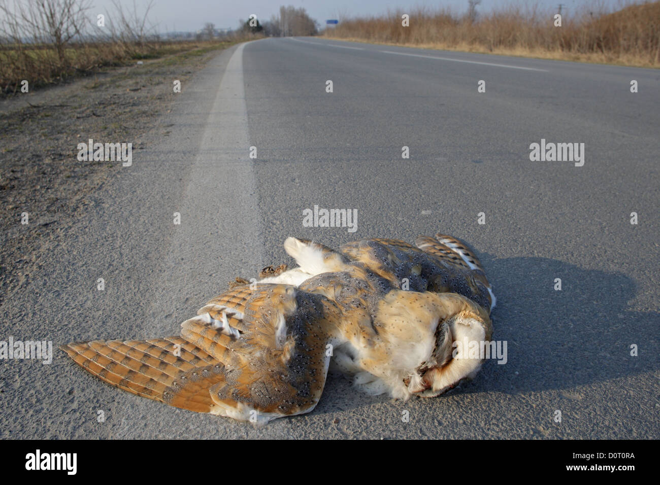 Pájaro muerto en la carretera,víctima de tráfico, Bulgaria Foto de stock