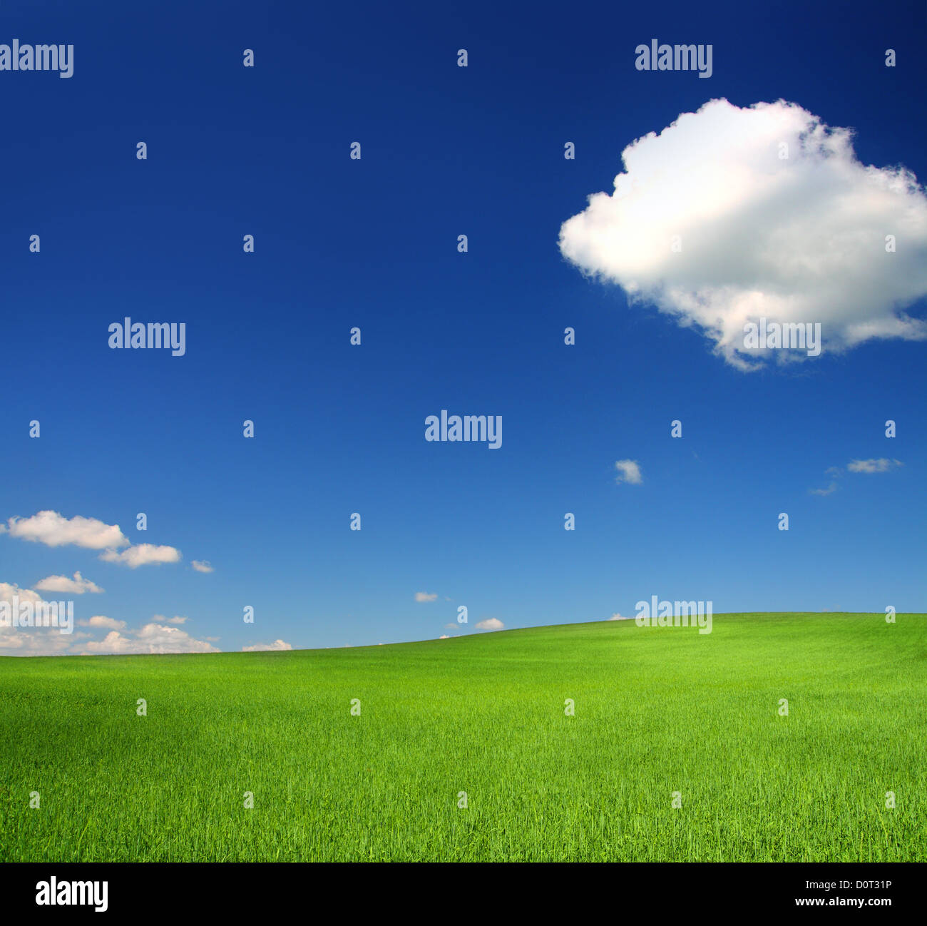 Green Hill con trigo bajo un cielo azul Foto de stock