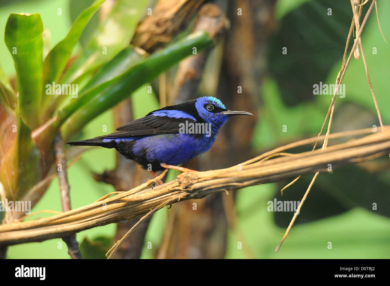 Pájaro azul, rama, de patas rojas, honeycreeper, cyanerpes cyaneus Foto de stock