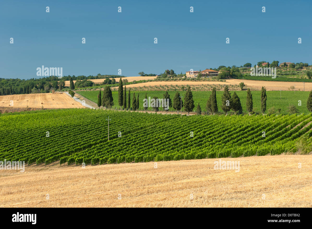 Viñedo en el Valle de Orcia, Toscana Foto de stock