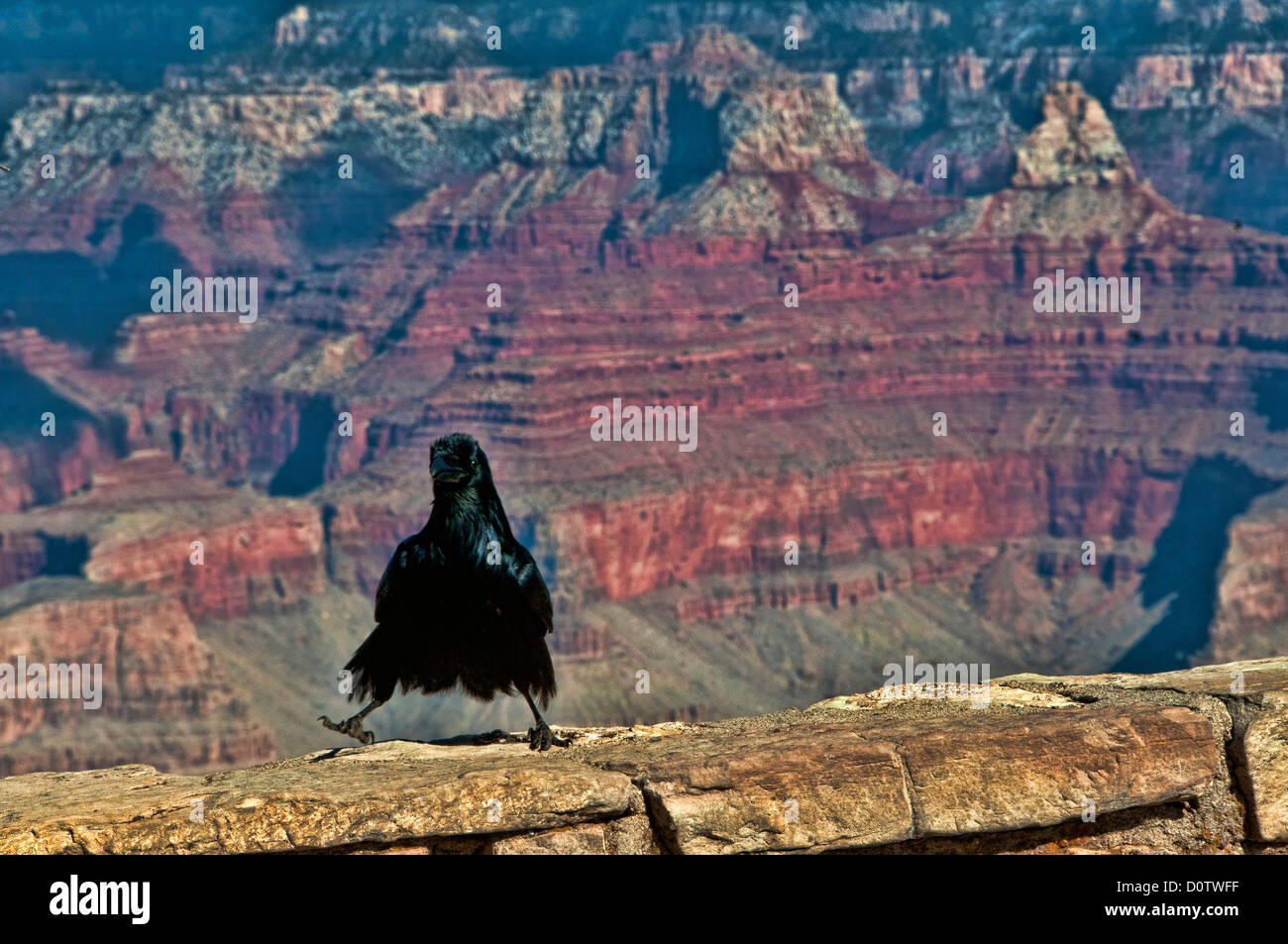 Los cuervos, Grand Canyon, Parque Nacional, vista South Rim, USA, Vereinigte Staaten, Amerika, Arizona, rocas, plateau Foto de stock
