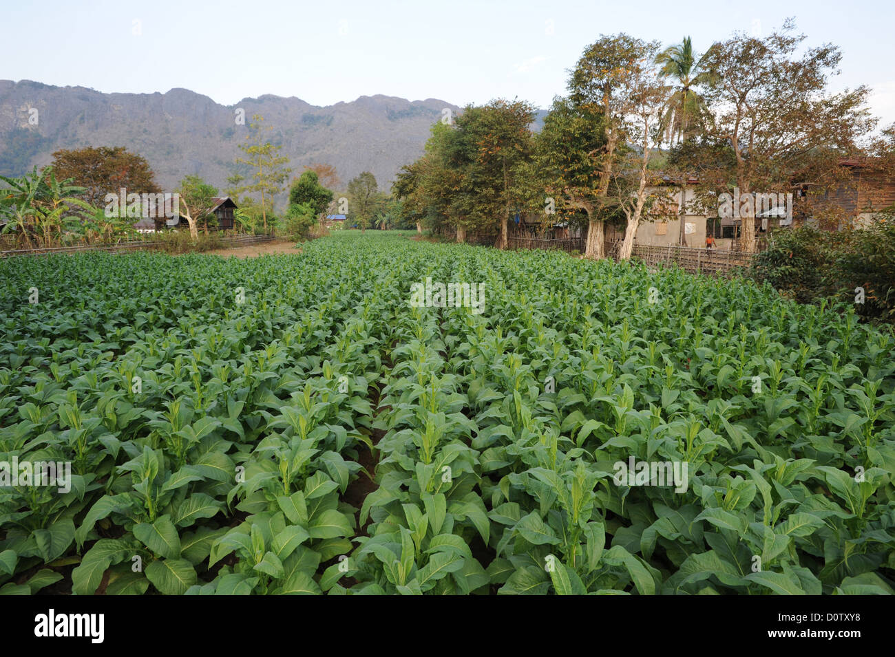 Laos, Asia Bantiou, Tham Kong Lo, la agricultura, el tabaco, el cultivo, campo Foto de stock