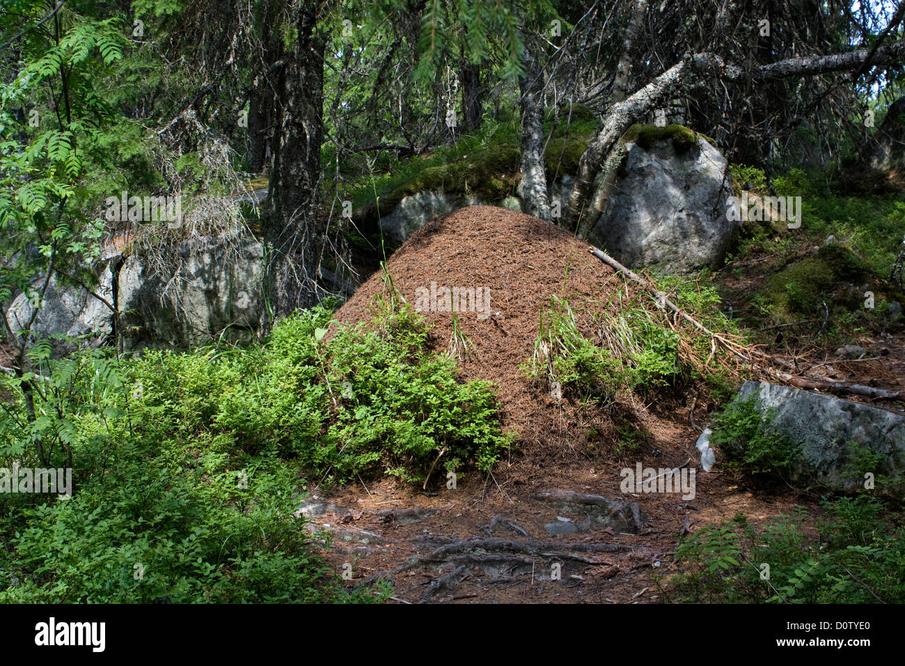 Escandinavia, Finlandia, norte de Europa, el norte de Europa, el país, la construcción, los viajes, las vacaciones, la madera, el bosque, suelo forestal, hormigas, ant Foto de stock