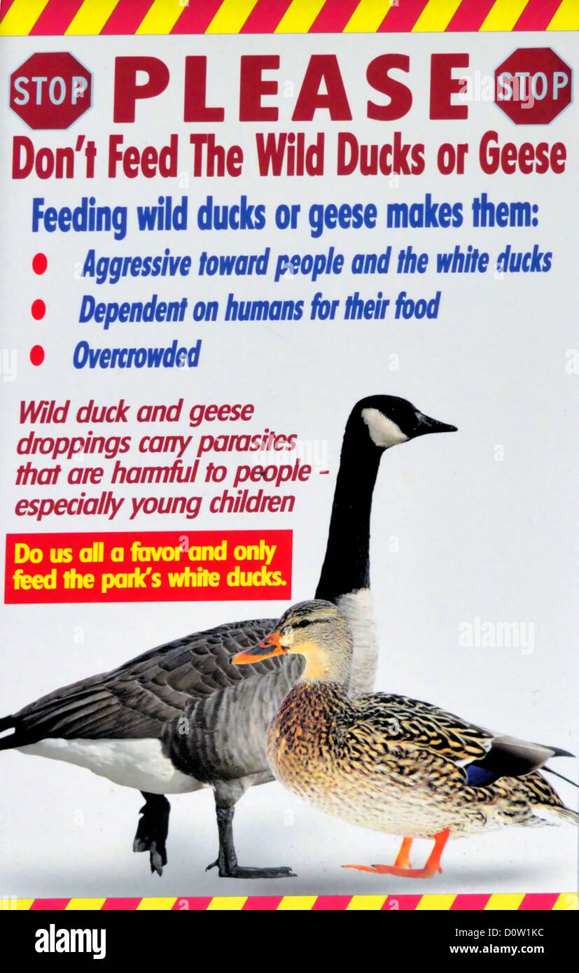 Señal de advertencia - no alimente los patos silvestres y gansos. Foto de stock