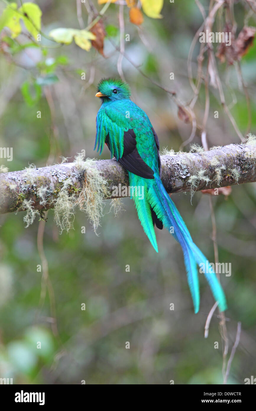 Macho Quetzal Pharomachrus mocinno en Costa Rica Foto de stock